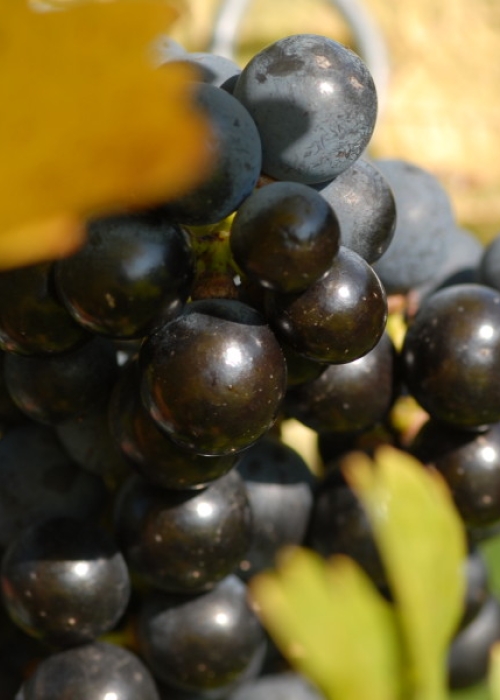 Cabernet Sauvignon ANT 1848